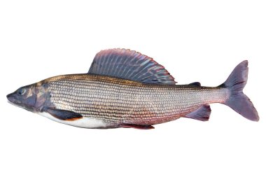 Arctic grayling fish isolated on white background. Freshwater fish. Amazing sport grayling fish isolated with clipping path clipart