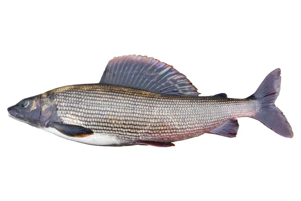 Peces Grises Árticos Aislados Sobre Fondo Blanco Peces Agua Dulce — Foto de Stock