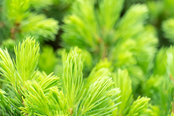 Branche Sapin Vert Cadre Aiguilles Pin Feuilles Persistantes Branche Pin — Photo