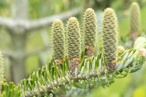 Macro Shot Branche Sapin Vert Cadre Aiguilles Pin Feuilles Persistantes — Photo