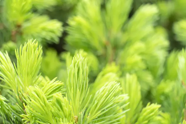Green Fir Tree Branch Frame Evergreen Pine Needles Pine Tree Stock Image
