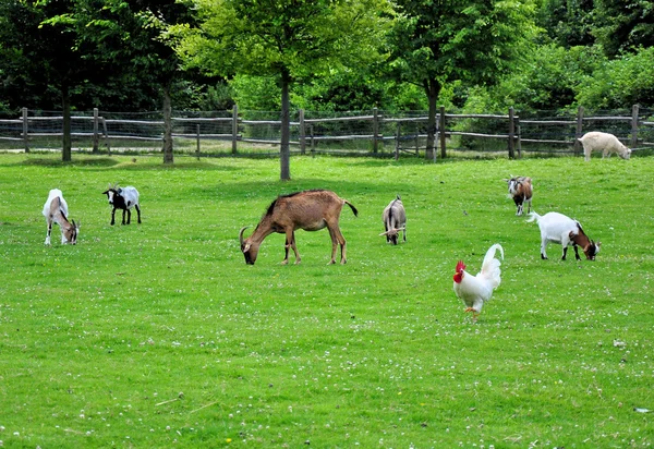 Animais de fazenda em um prado — Fotografia de Stock