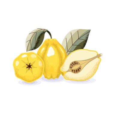 Bütün ve yarım ayva ve yaprakların vektör çizimi. Çizgi film tarzı, gölge dokusu. Beyaz arka planda izole edilmiş parlak meyve.