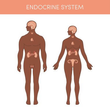 The endocrine system of a human clipart