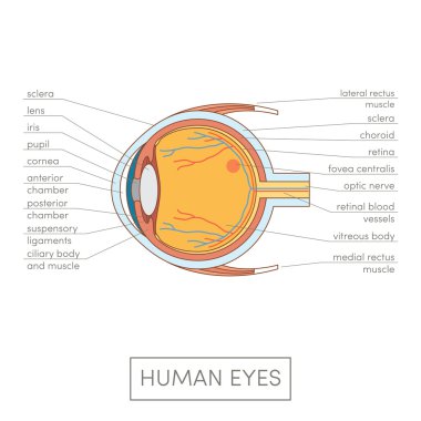 Human eye anatomy clipart