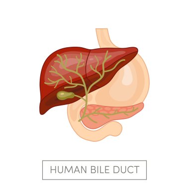 Gallbladder duct of a human clipart