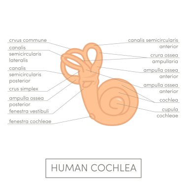 Human cochlea anatomy clipart