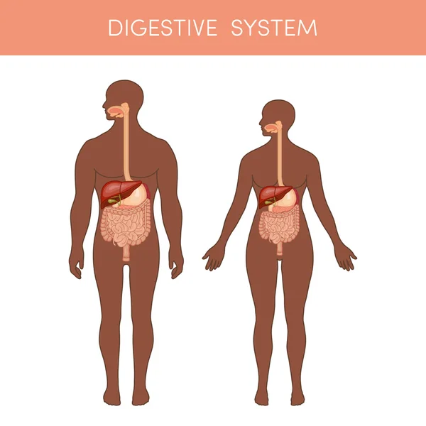 Sistema digestivo de un ser humano — Vector de stock
