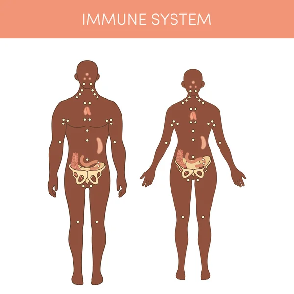 insan bağışıklık sistemi