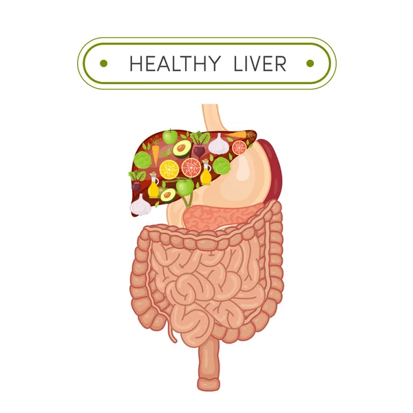 Concepto de hígado saludable — Vector de stock