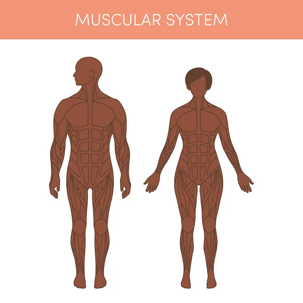 Мышечная система человека — стоковый вектор