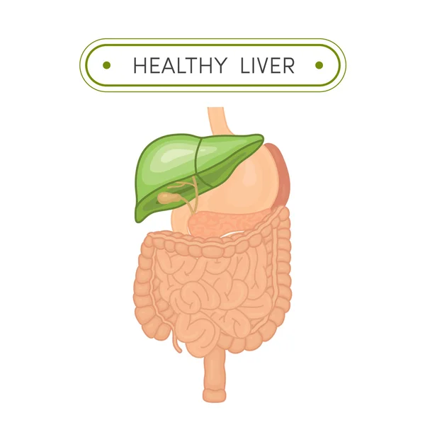 Concepto de hígado saludable — Archivo Imágenes Vectoriales
