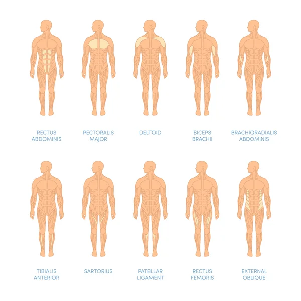 Sistema muscular humano — Vetor de Stock