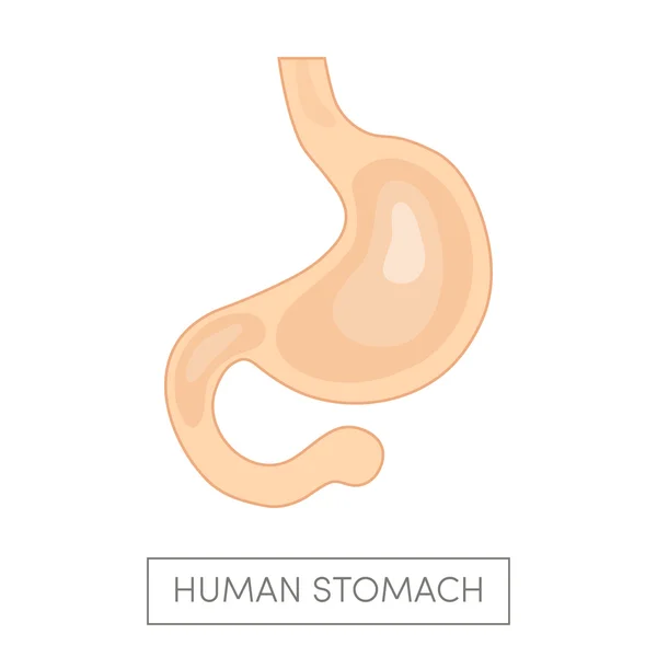 Illustration des menschlichen Magens — Stockvektor