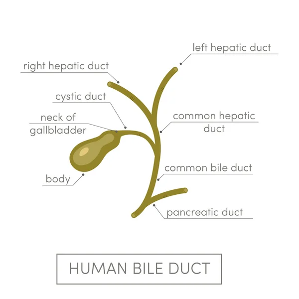 Gallenblasengang eines Menschen — Stockvektor