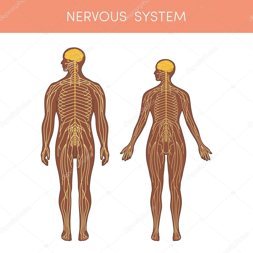 The nervous system of a human