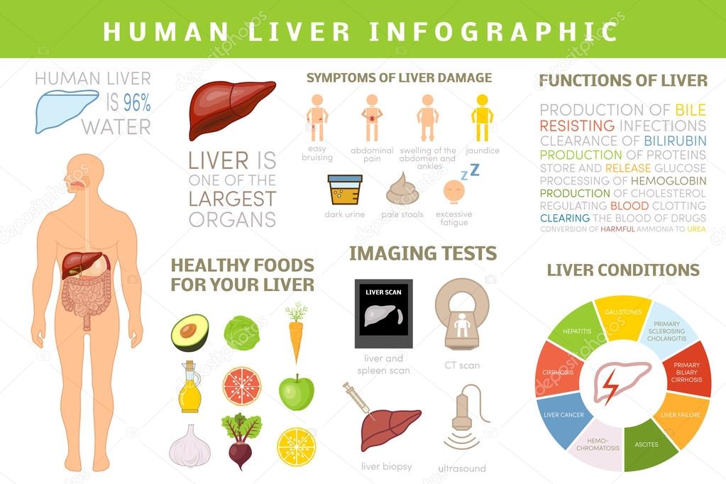 Liver of human infographic