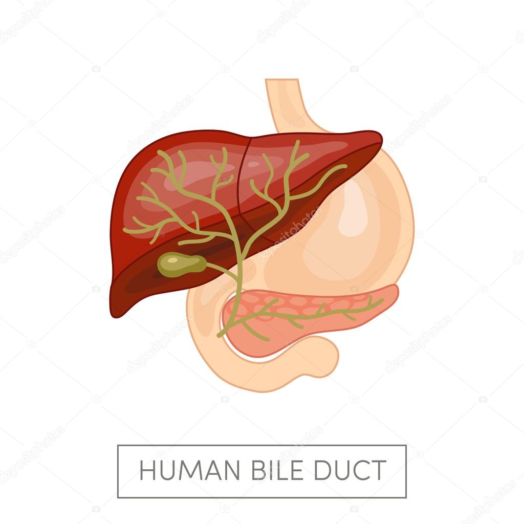 Gallbladder duct of a human