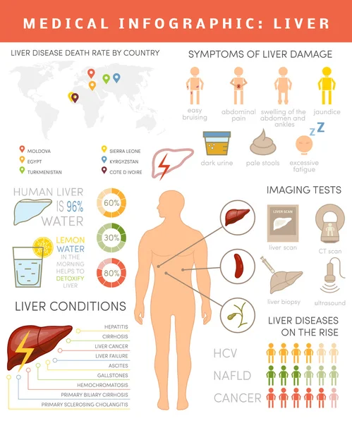 Liver infographic set — Stock Vector