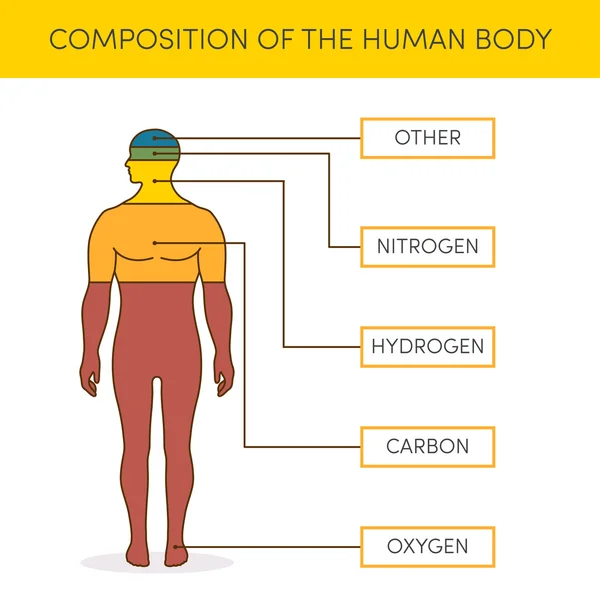 Skład ciała ludzkiego — Wektor stockowy