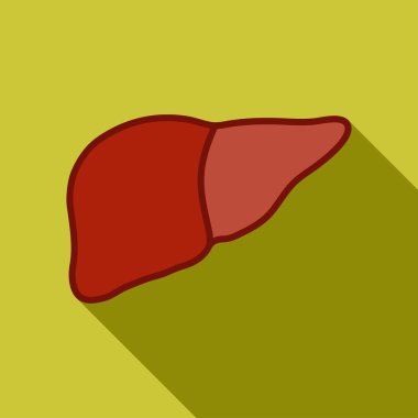karaciğer illüstrasyon insan
