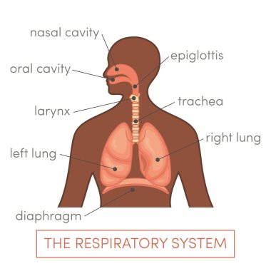 Respiratory system illustration clipart