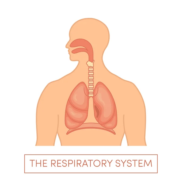 Ilustración del sistema respiratorio — Vector de stock