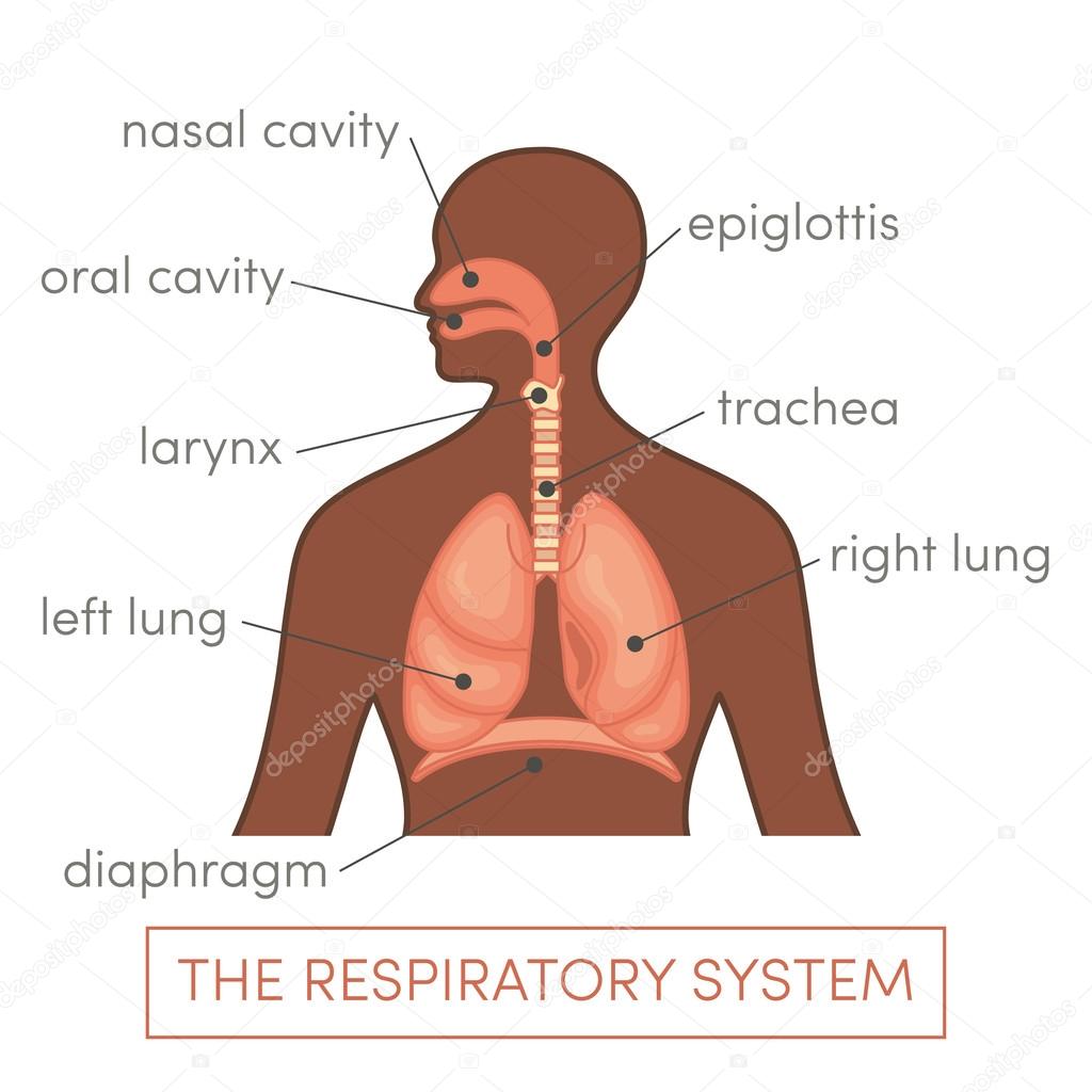 Respiratory system illustration