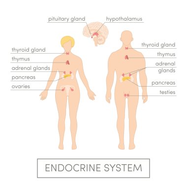 Endocrine system of human clipart