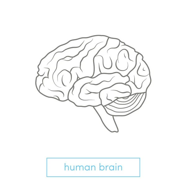 Vue de profil du cerveau humain — Image vectorielle