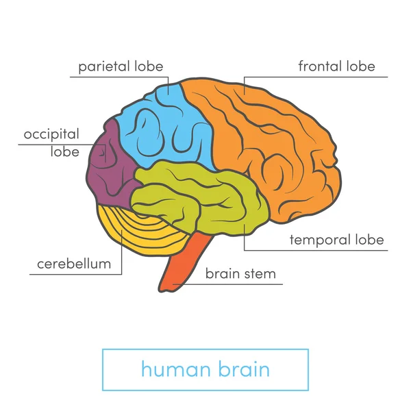 Vista del perfil del cerebro humano — Vector de stock