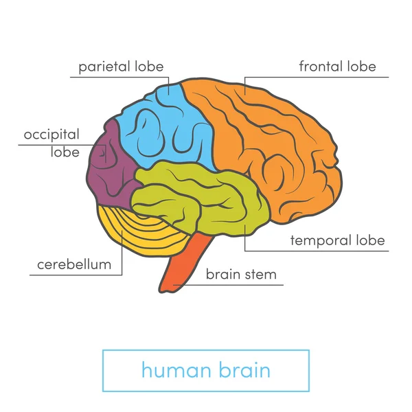 Vue de profil du cerveau humain — Image vectorielle