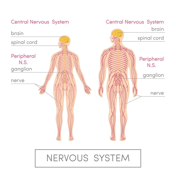 Sistema nervioso del ser humano — Vector de stock