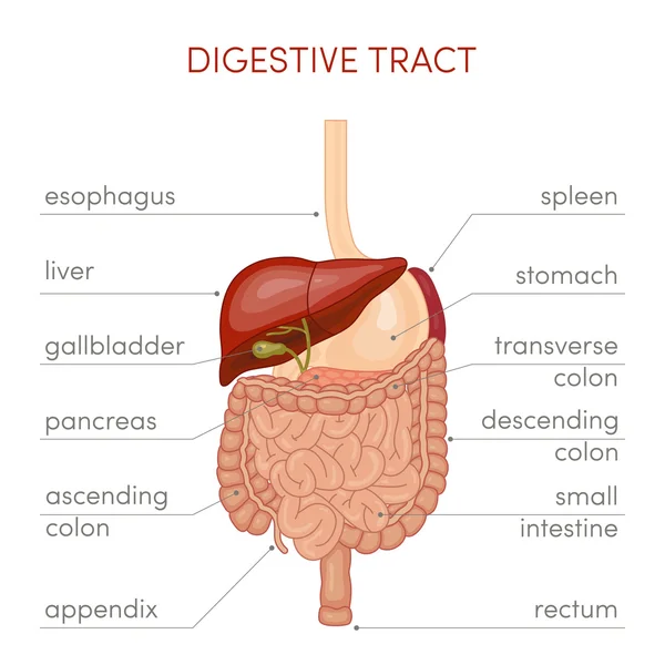 Tracto digestivo del ser humano — Vector de stock