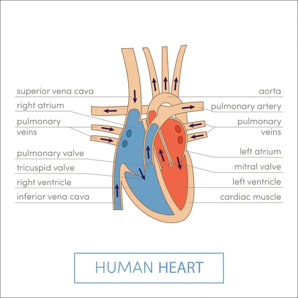 İnsan kalp anatomi çizgi film — Stok Vektör