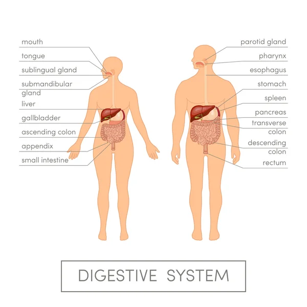 Sistema digestivo del ser humano — Vector de stock