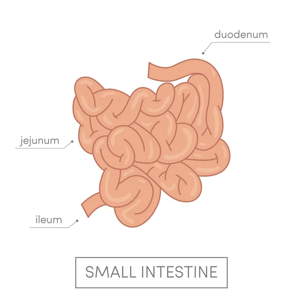 Intestino delgado del ser humano — Vector de stock