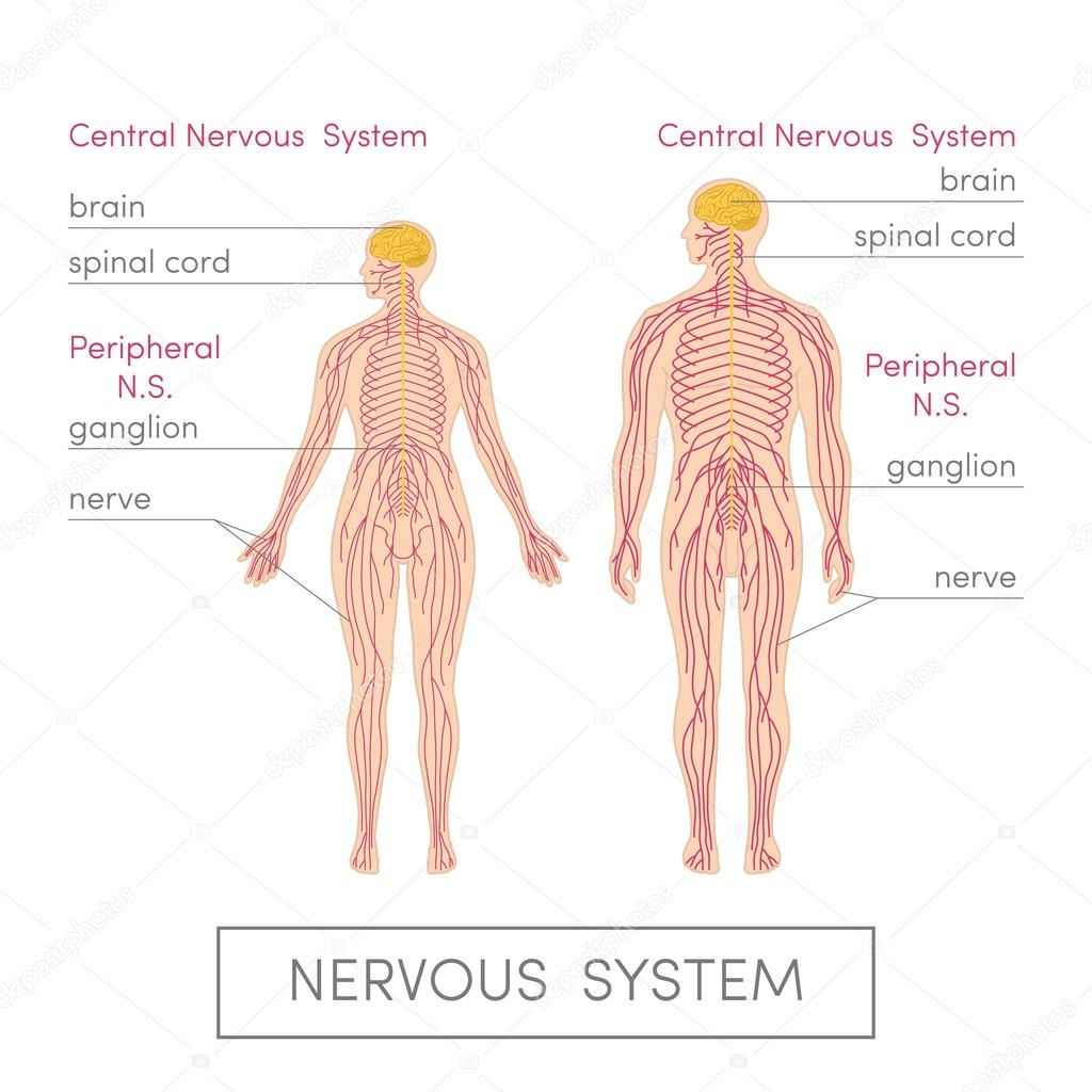 Nervous system of human