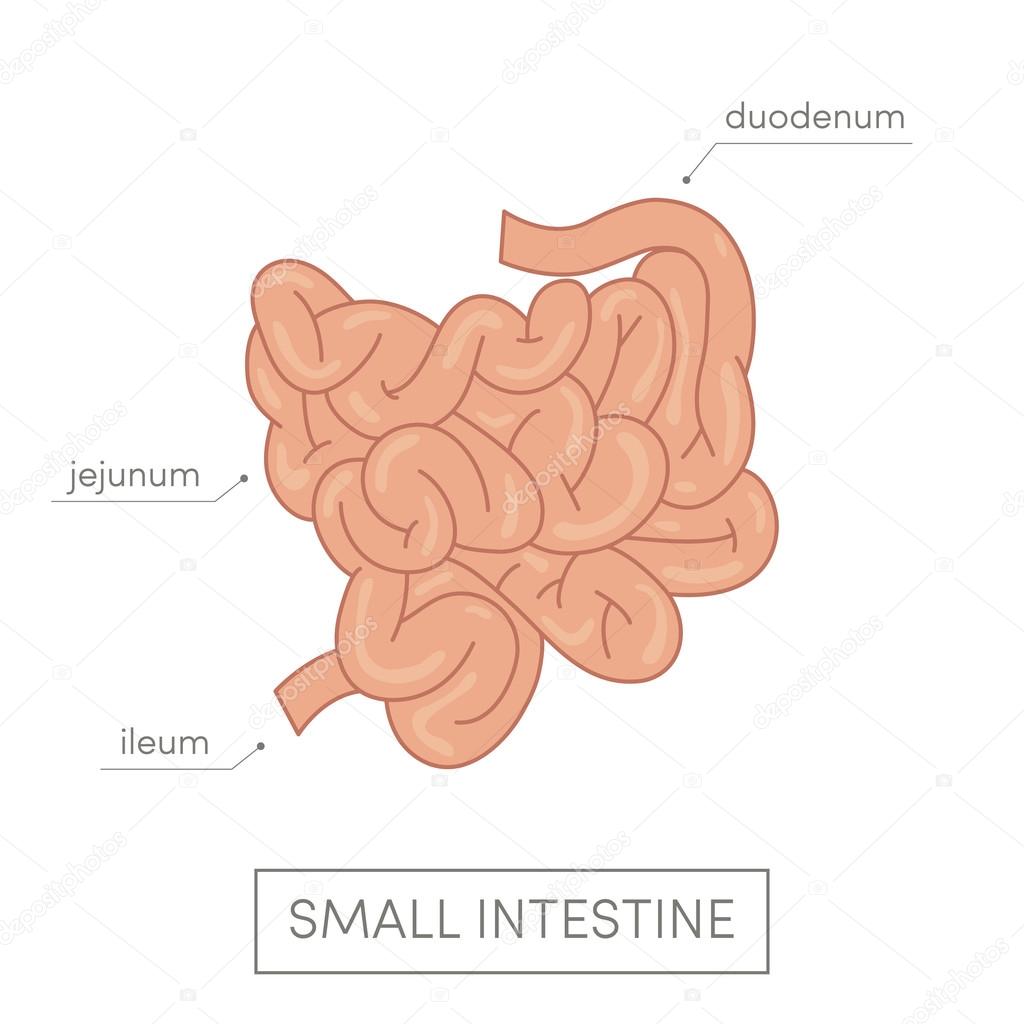 Small intestine of human