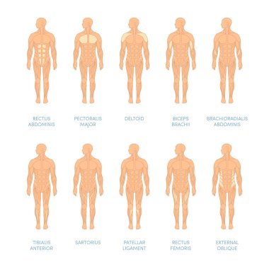 Muscular system of a human