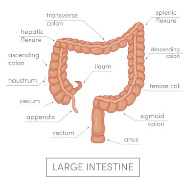 Large intestine of  human clipart