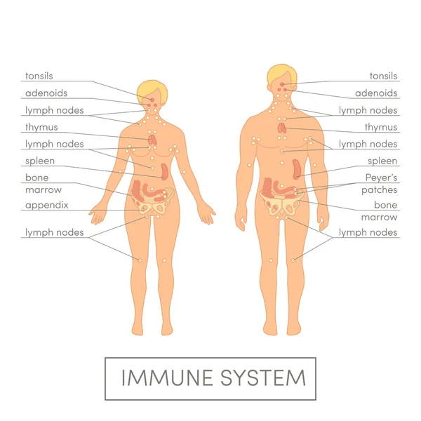 Människans immunsystem — Stockový vektor