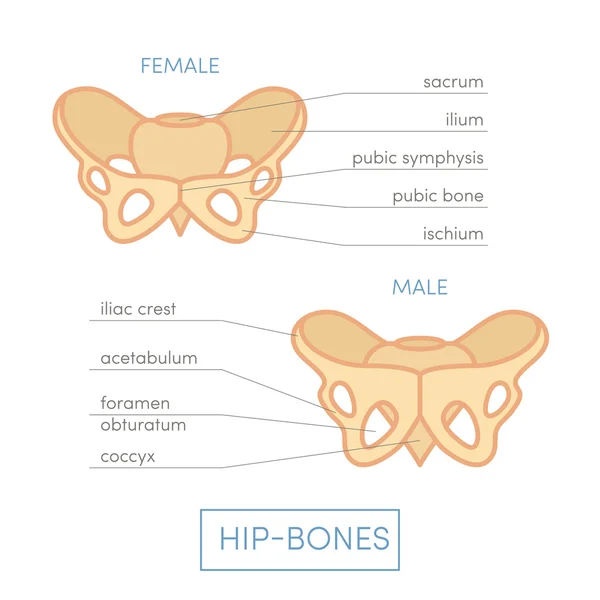 Male and female type pelvis — Stock Illustration Male and female type pelvis Stock Vector
