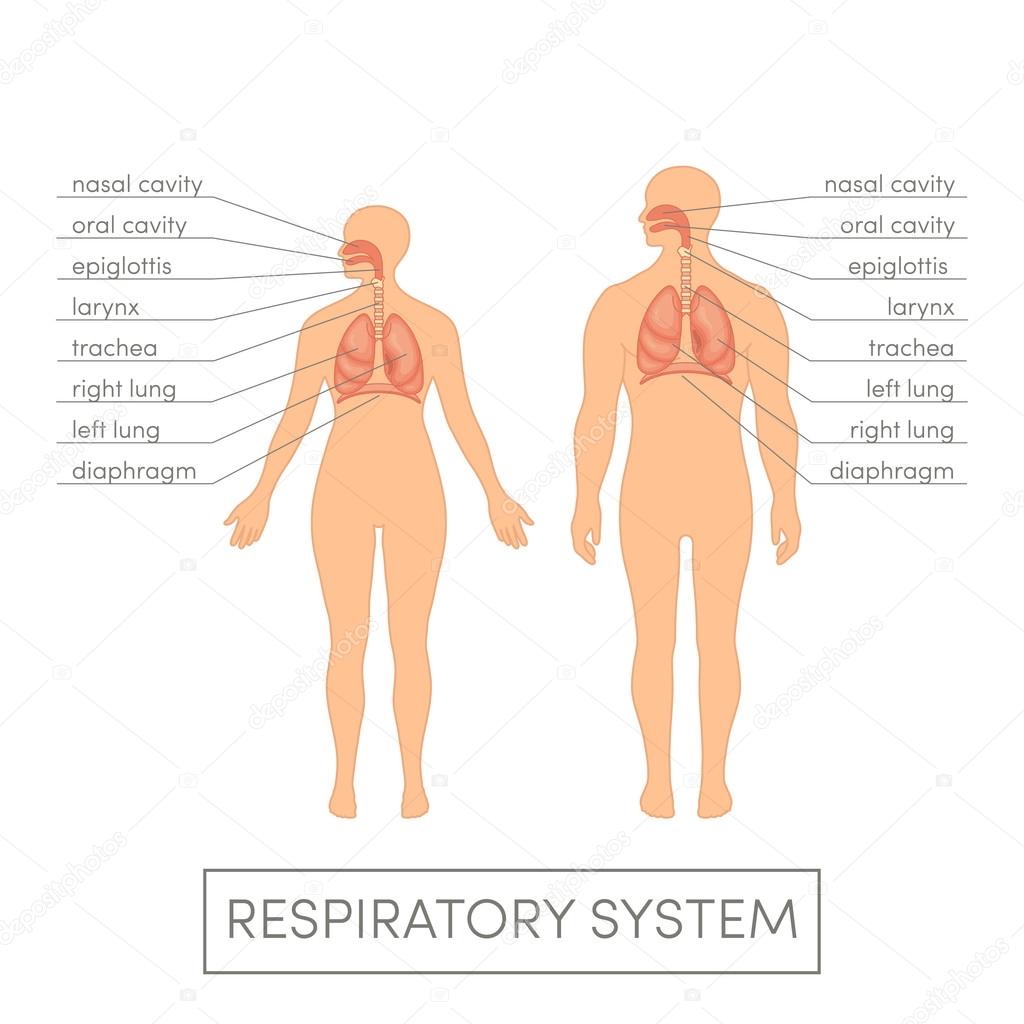 Respiratory system of  human