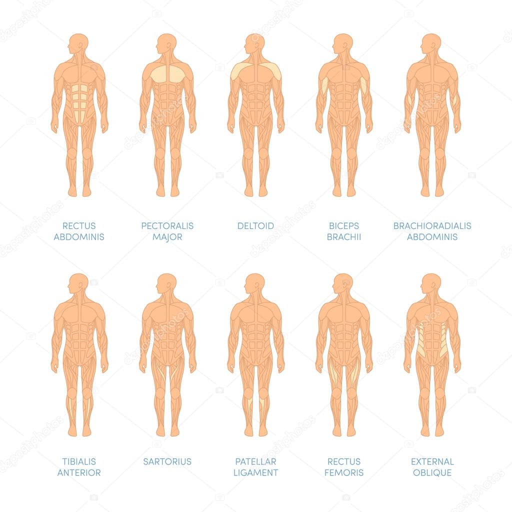 Muscular system of a human