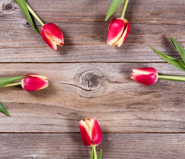 Lale stresli ahşap üzerine çemberi