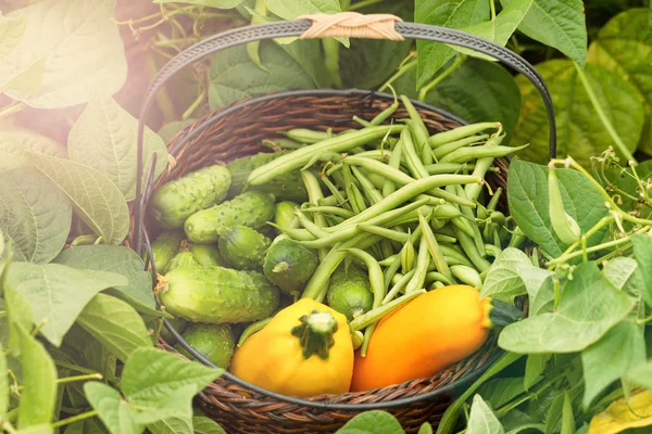 Cesta saludable de verduras durante el día brillante en el campo —  Fotos de Stock