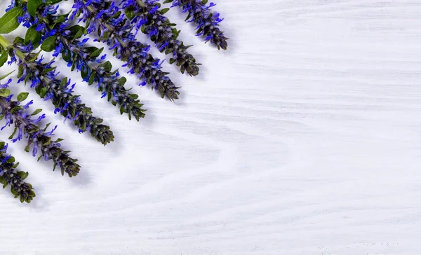 Сезонные дикие голубые цветы белый фон дерева — стоковое фото