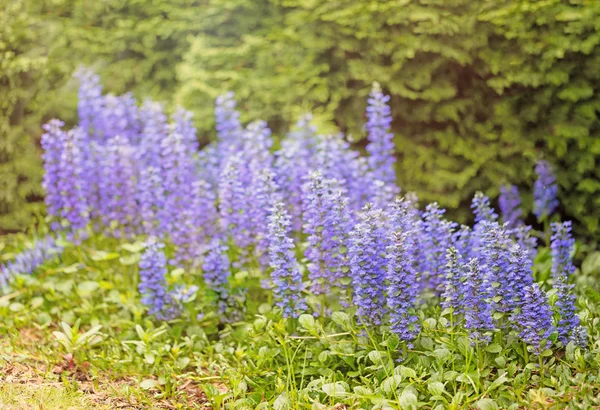 Bed of wild blue flowers in bright light — Stock Photo, Image