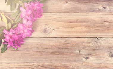 Ormangülü çiçek üzerinde düşen parlak gün ışığı 